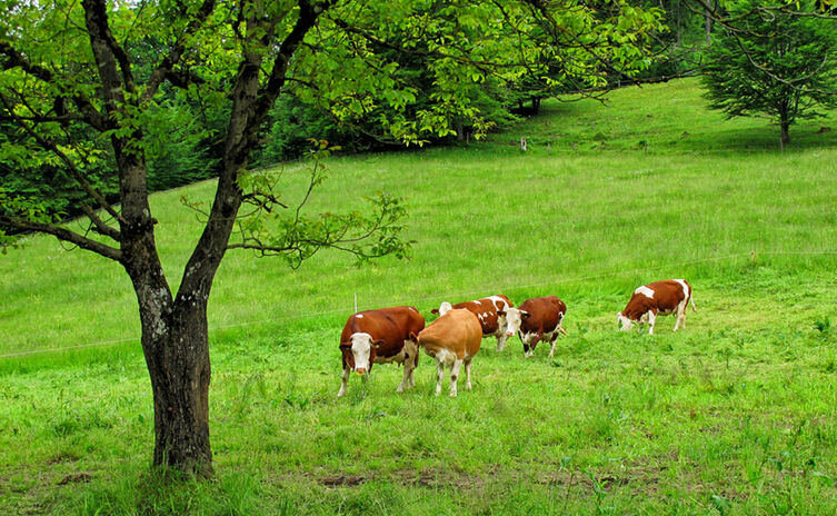 Kühe auf der Höllenbachalm bei Bad Reichenhall