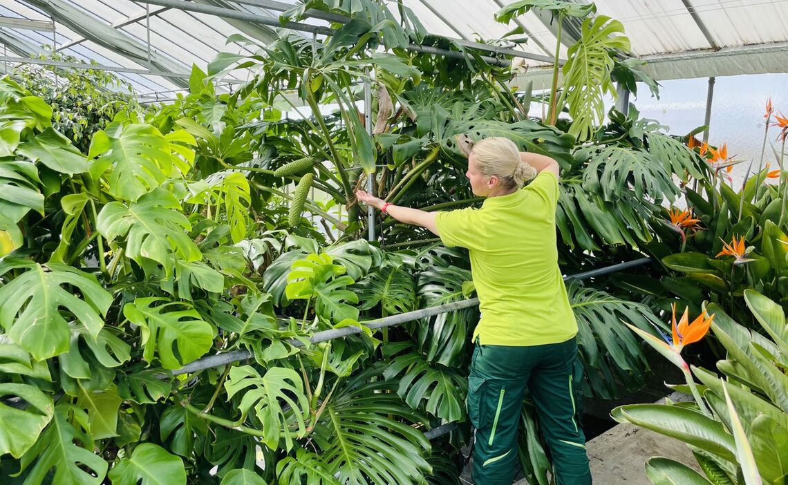 Monstera Pflanze im Gewächshaus